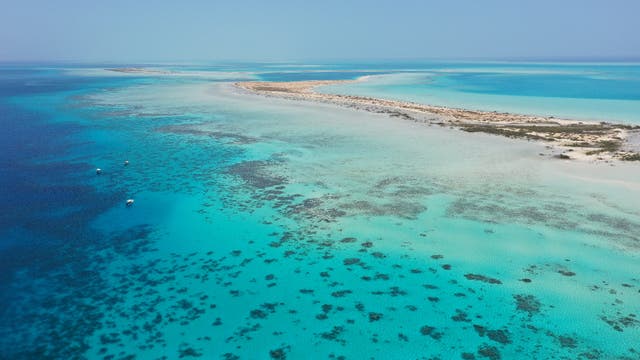 <p>The islands of the Red Sea archipelago are home to some of the world’s most endangered marine life </p>